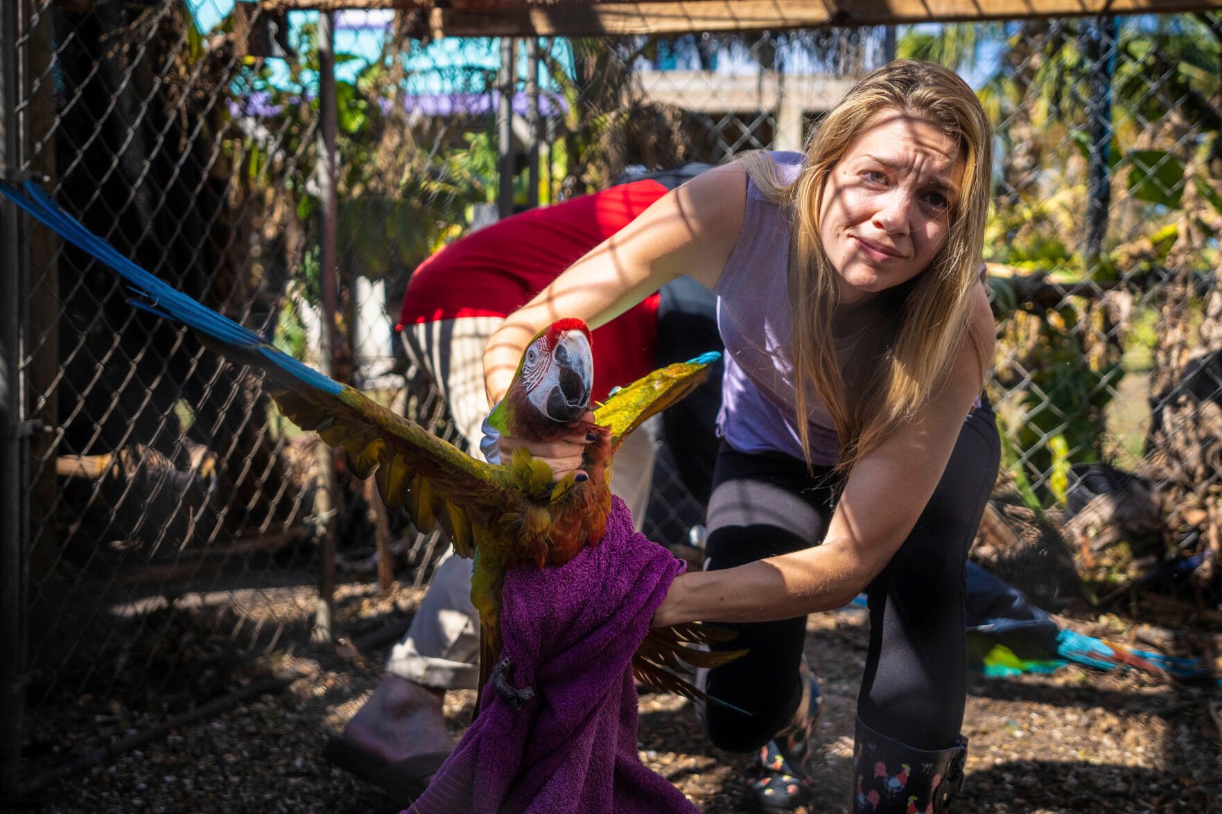 <p>Alexis Highland handles a parrot at the Malama Manu Sanctuary in Pine Island, Fla., on Tuesday.</p>