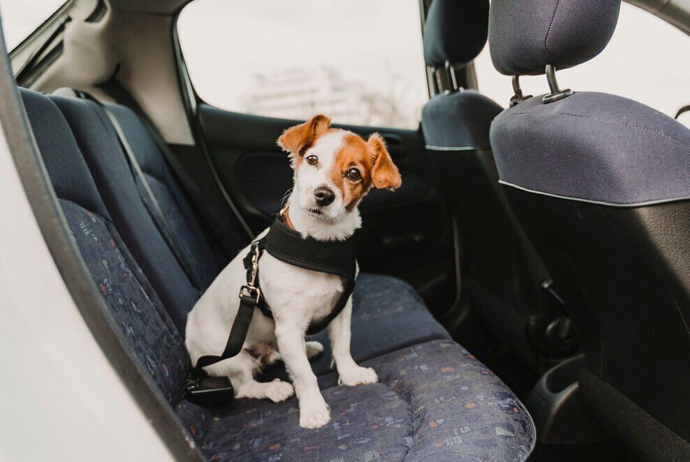 Seat Belt For Your Dog? You Betcha