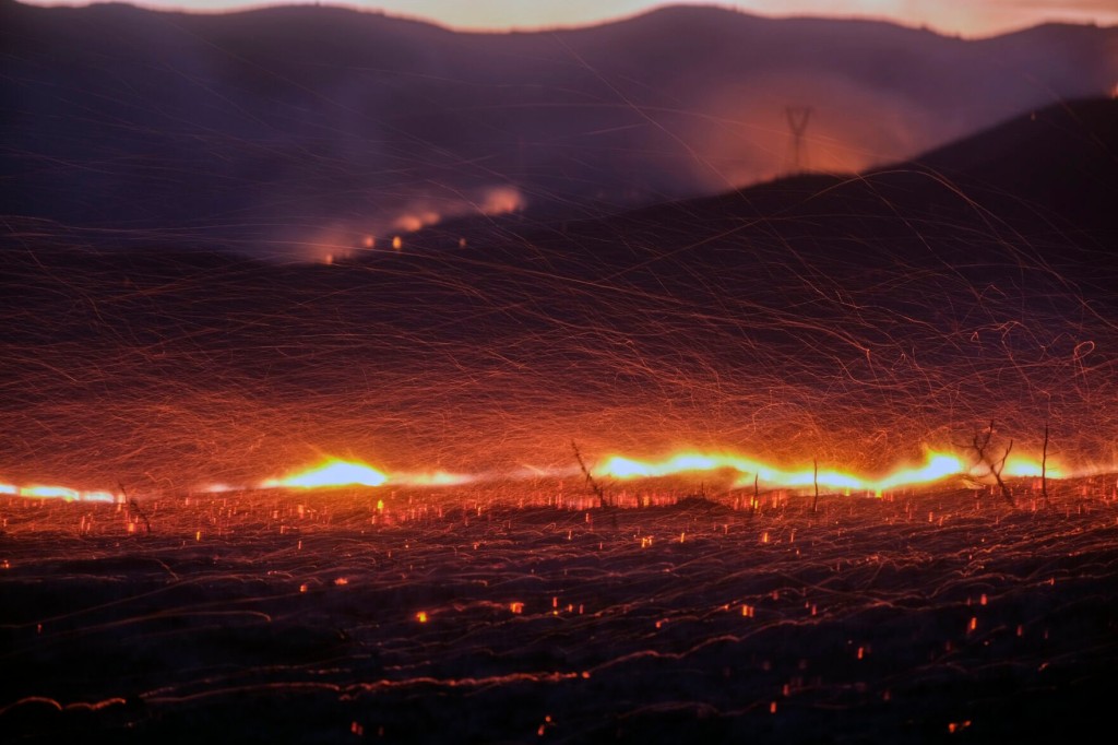 Wildfires Reshape Forests And Change The Behavior Of Animals That Live There
