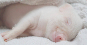 Baby Pig1