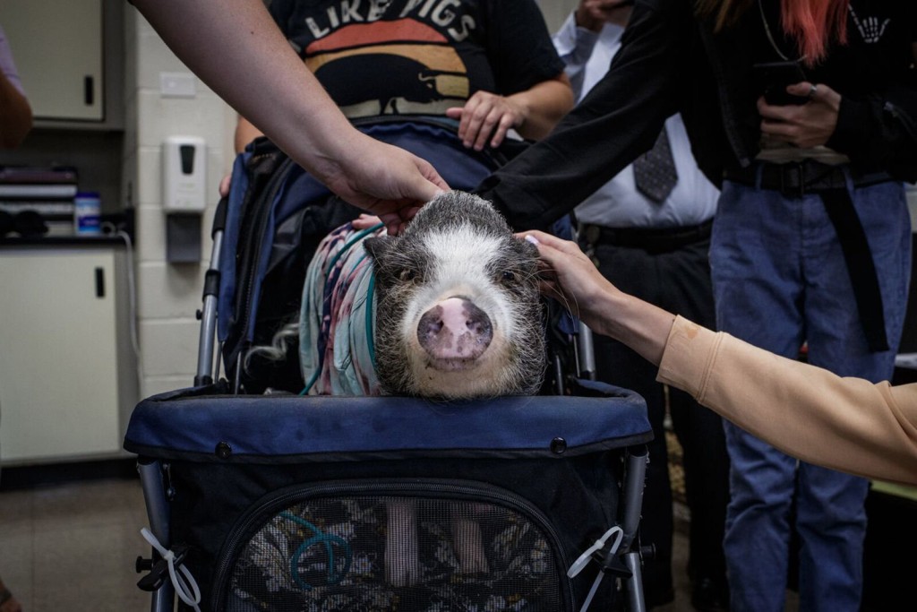 Porkchop The Therapy Pig Hams It Up All Over Connecticut