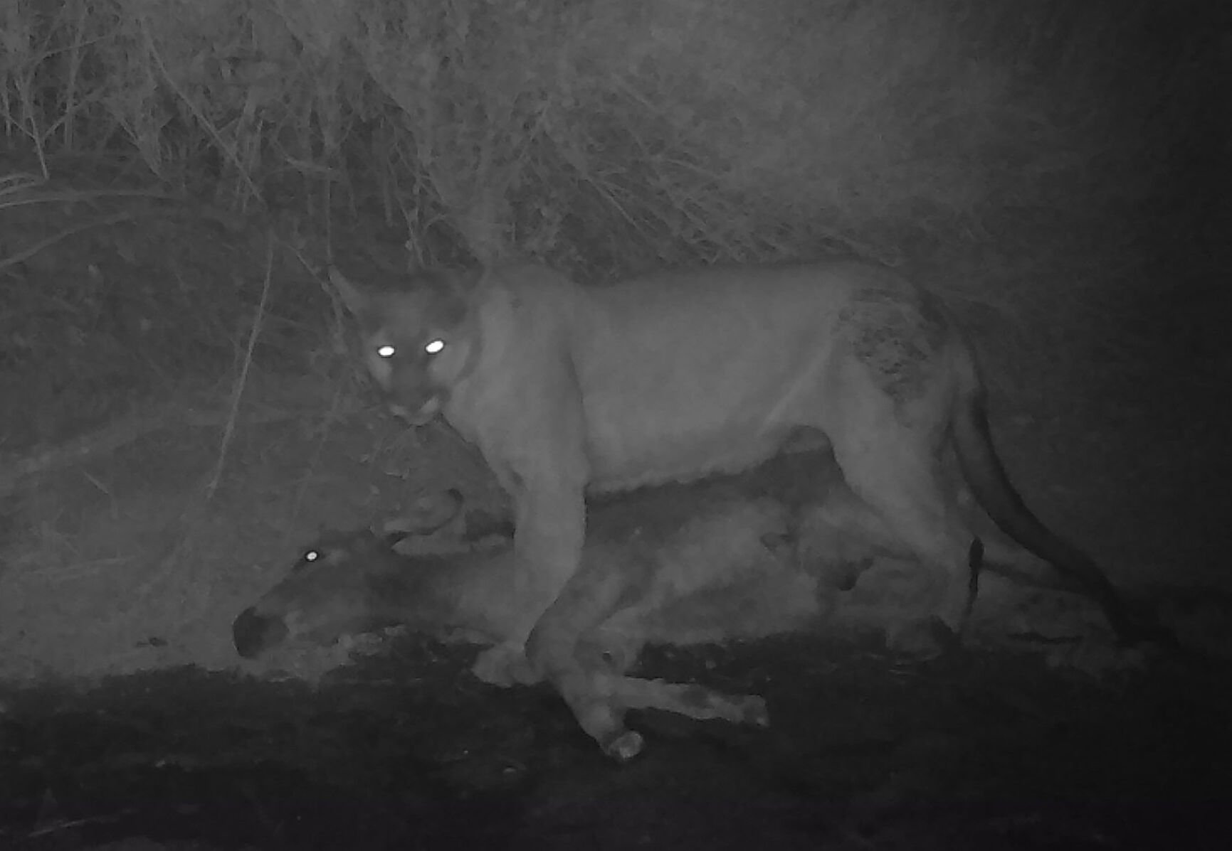 <p>A mountain lion stands over its prey, a wild donkey or burro, in Death Valley National Park.</p>