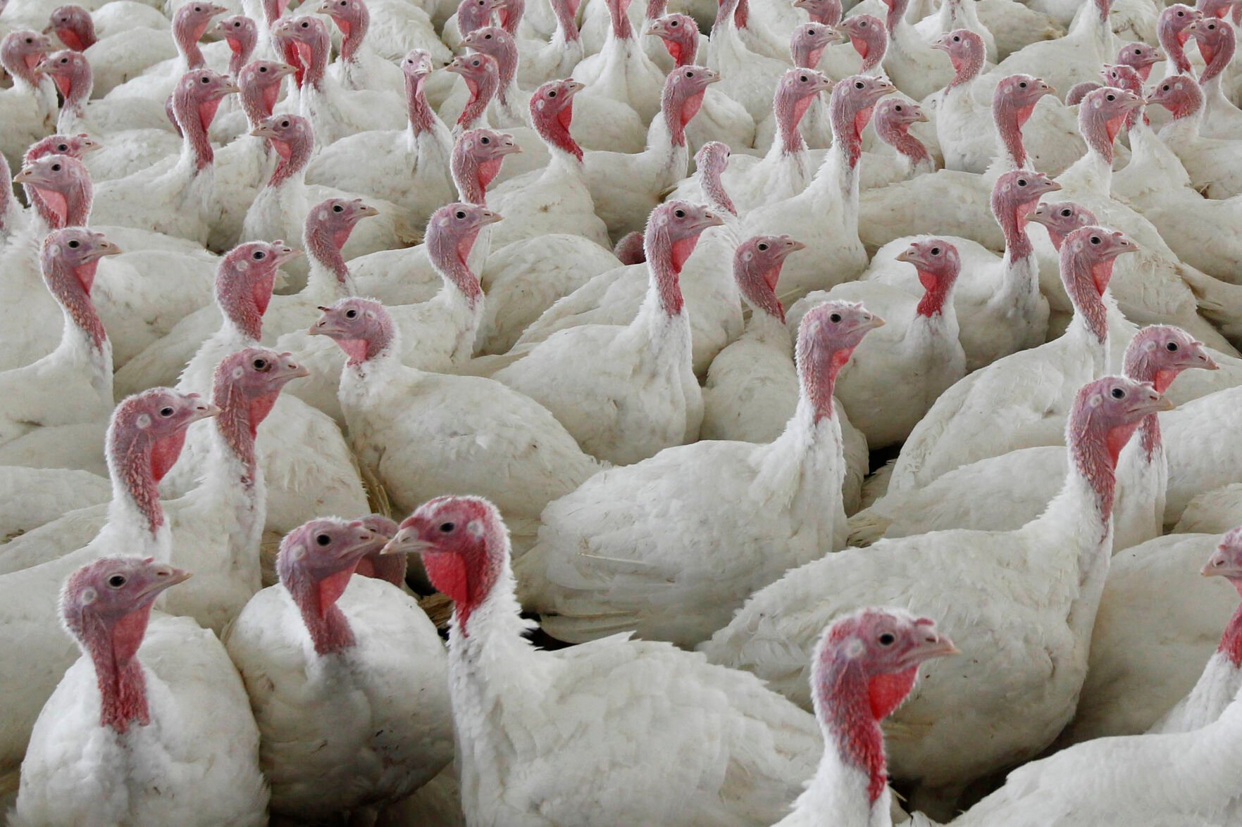 <p>This April 2012 file photo shows turkeys at a farm in Lebanon, Pa.</p>