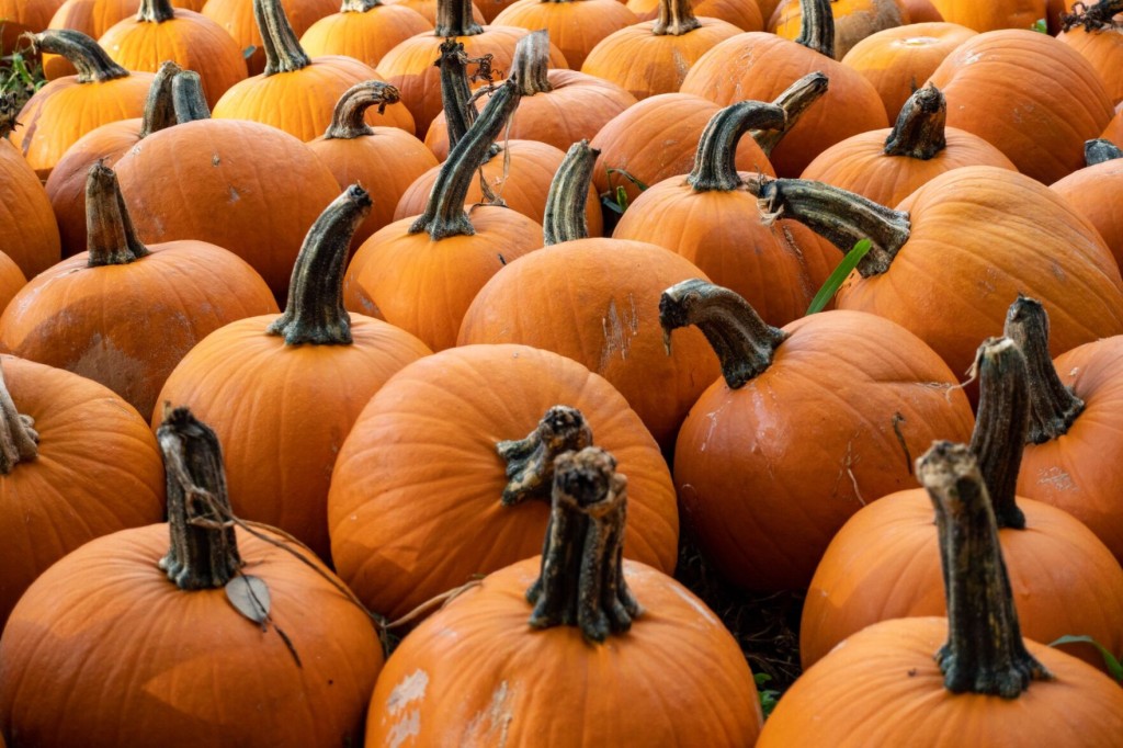 $402k Of Meth Reportedly Found In Condom Filled Pumpkins At Texas Border