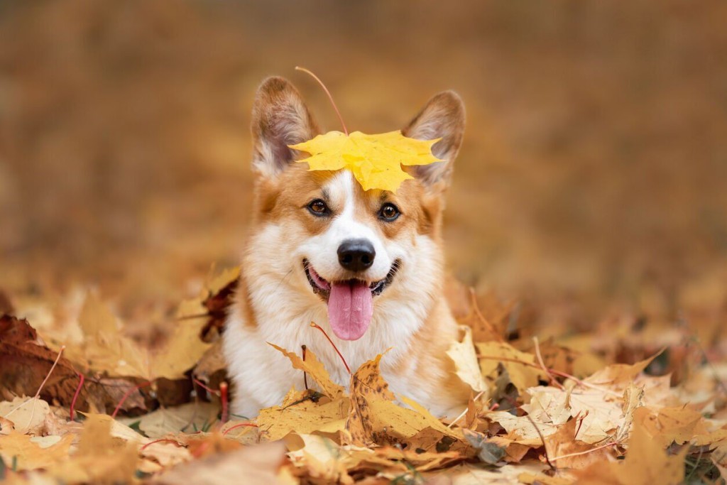 Where And When To Leaf Peep With Your Pup