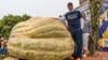 Watch Now: Minnesota Teacher Breaks Record For Largest Pumpkin In The U.s.