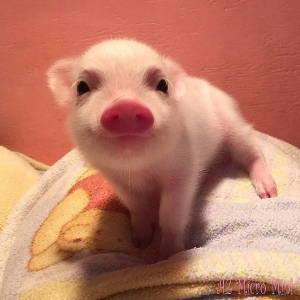 Baby Pig3