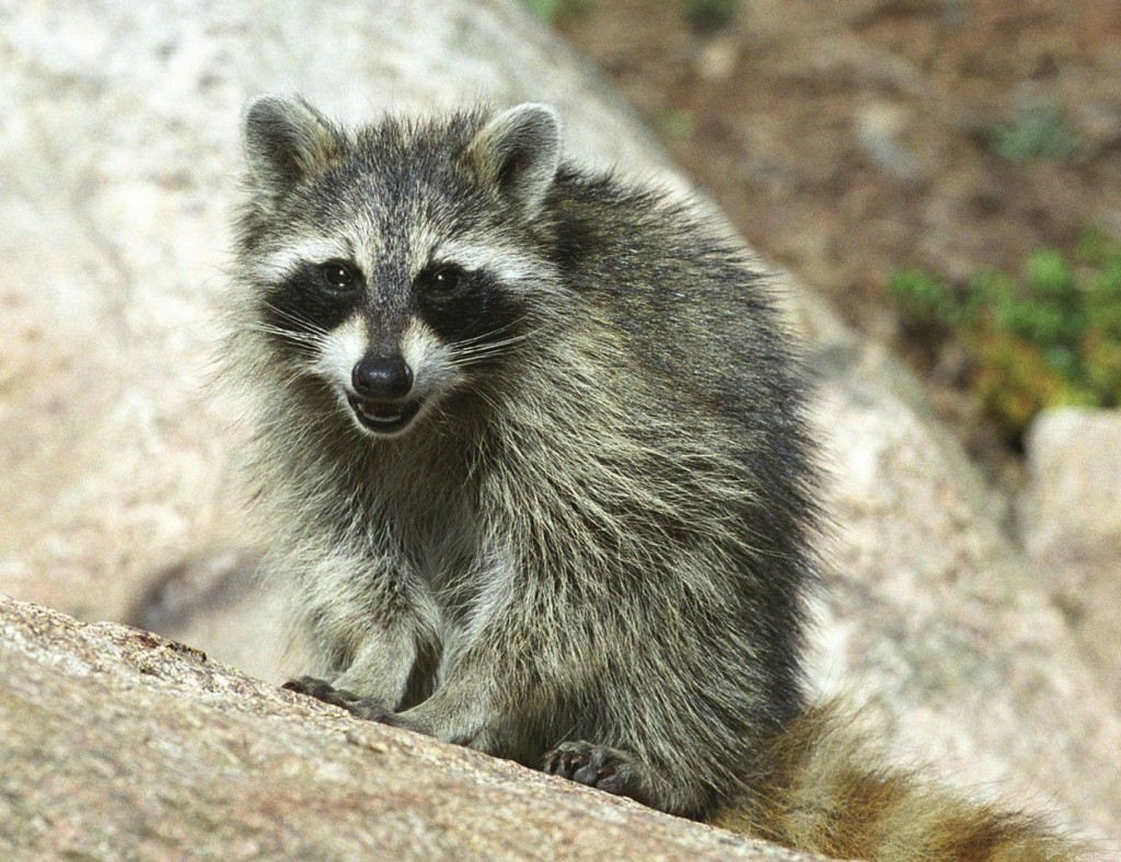 Raccoons Are Criminal Masterminds, But Which Are More Mischievous? Researchers Now Know