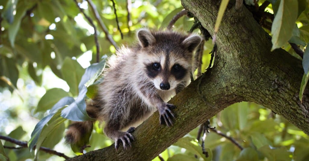 Baby Racoon2