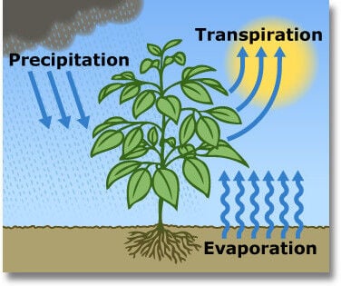 <p>Water constantly circulates between soil and the atmosphere — sometimes directly, sometimes via plants. <a class="source" href="https://www.usgs.gov/media/images/evapotranspiration-sum-plant-transpiration-and-evaporation">USGS</a></p>