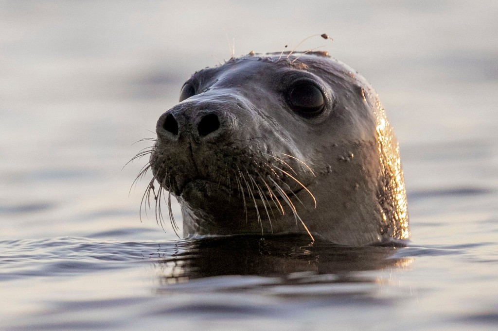 Facial Recognition Can Help Conserve Seals, Scientists Say