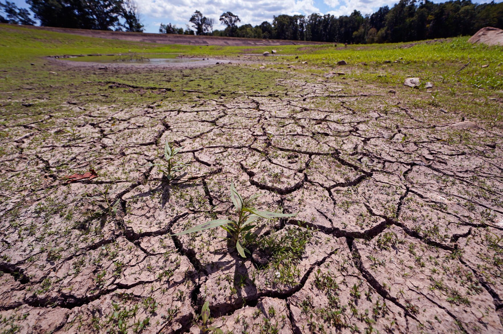 <p>Weeds grow on the dried-out floor of the Hoppin Hill Reservoir in North Attleboro, Mass., on Aug. 3, 2022. <a class="source" href="https://newsroom.ap.org/detail/DroughtsSilverLining/cf93aa7f476941f1a475132039c742d1/photo">AP Photo/Charles Krupa</a></p>