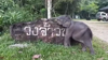 Watch Now: Wild Baby Elephant Plays With Parking Sign In Rural Thailand