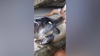 Watch Now: Tourists Save Sea Turtle Trapped In Rope On Bali Beach