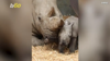 Watch Now: Endangered White Rhino Calf Born At Uk Safari Park