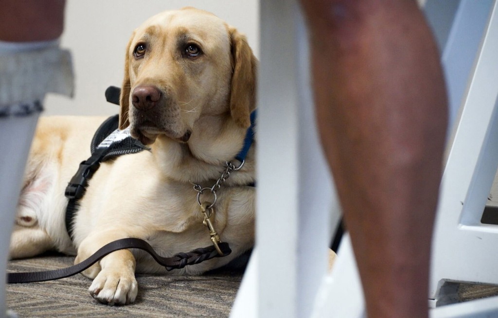 States Struggle To Curb Fake Emotional Support Animals