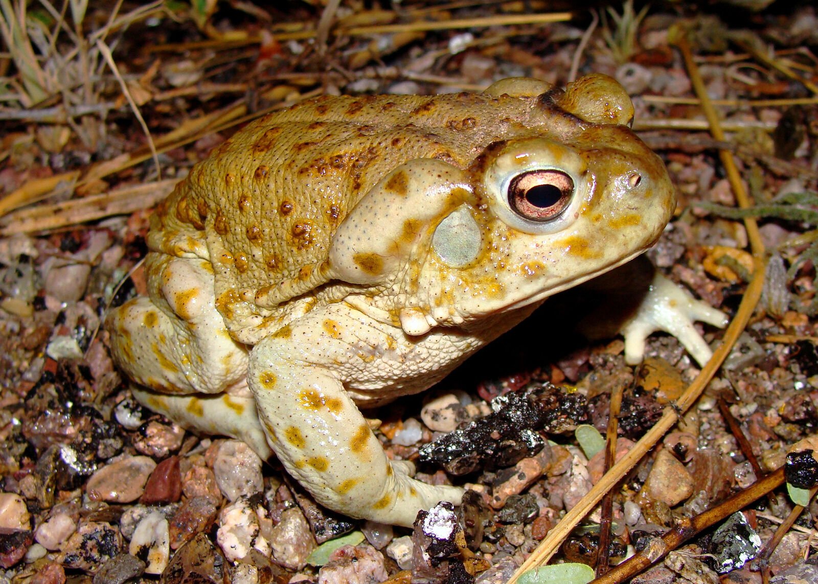 <p>Sonoran desert toads are roughly 7 inches long and emit a weak, low-pitched cry that can be compared to a "toot," the National Park Service says.</p>