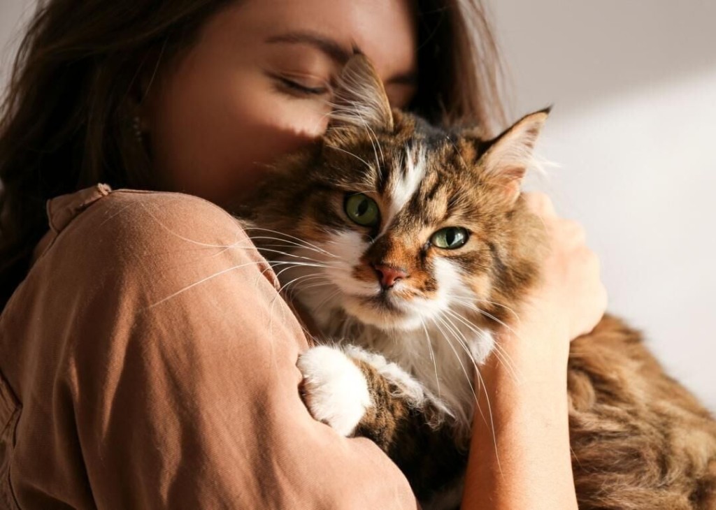 The 25 Most Popular Cat Breeds In The Us