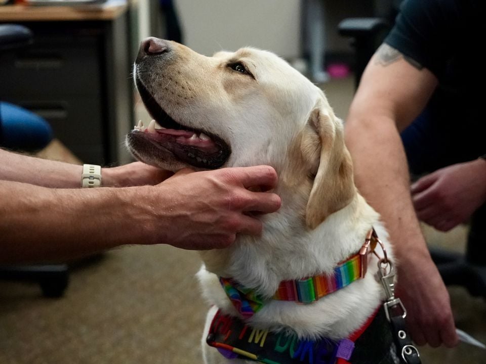 Meet Duke The Therapy Canine: Would Be Show Dog Thrives Comforting Others
