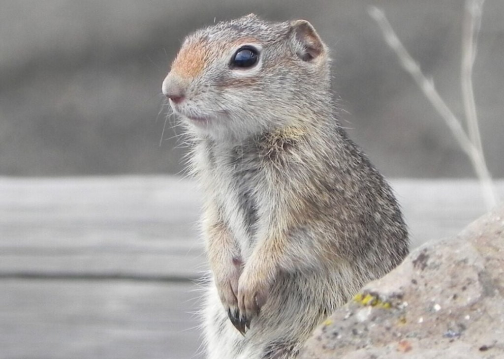 25 Endangered Animals That Live Only In America