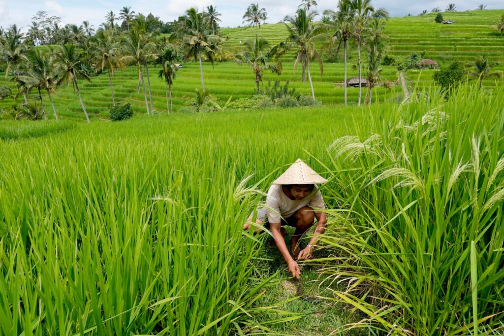 Bali’s Water Crisis Threatens Local Culture, Unesco Sites