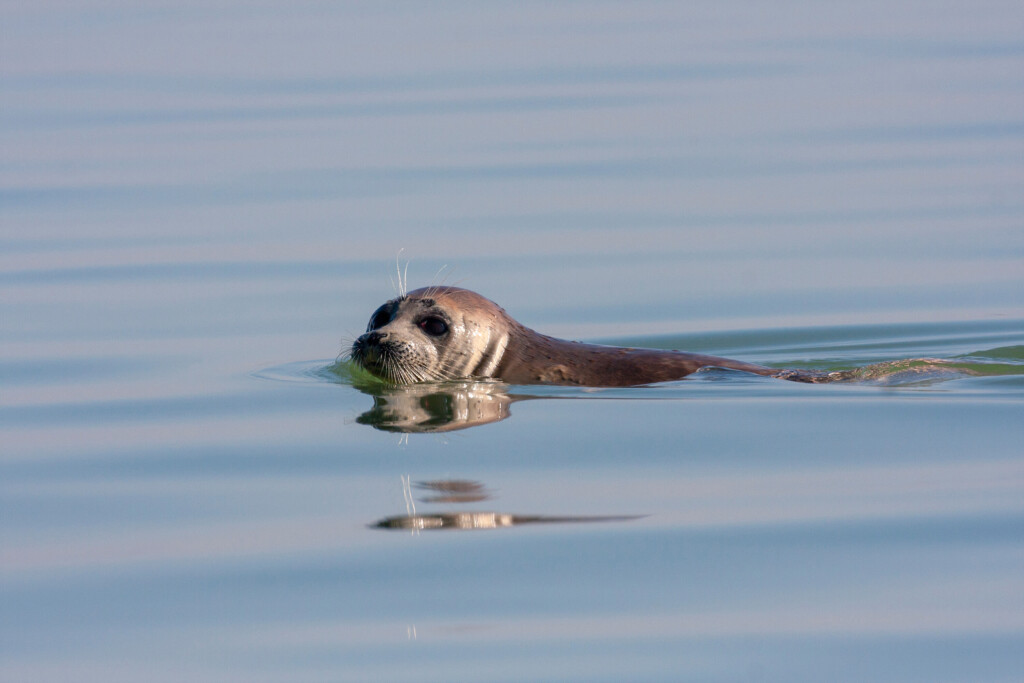Thousands Of Dead Seals Wash Up On Russia’s Caspian Shore