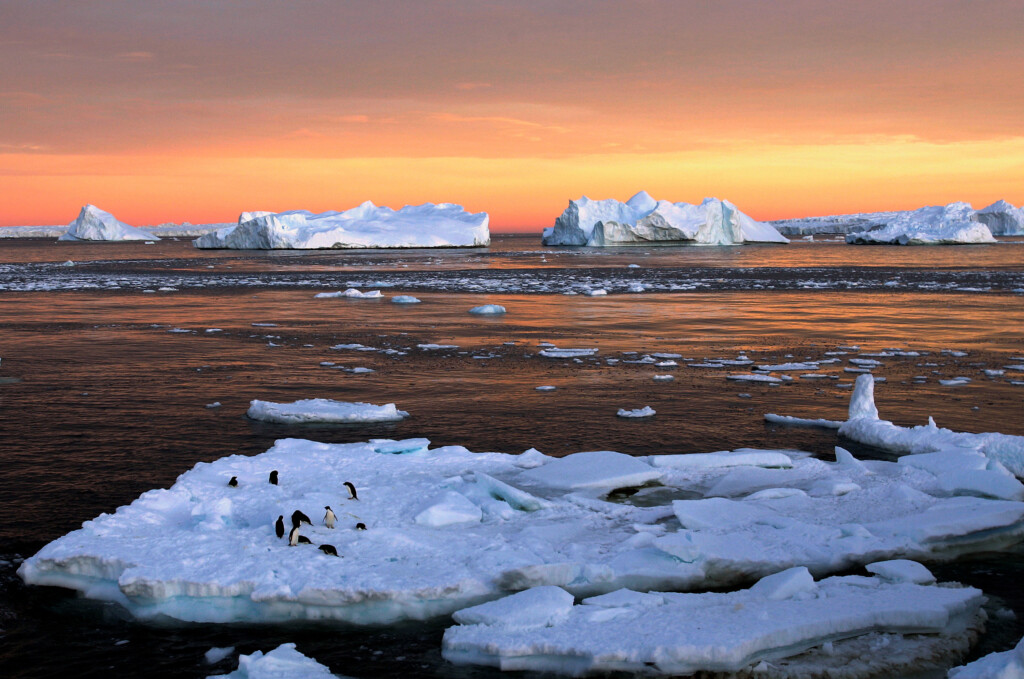 65% Of Antarctica’s Plants And Animals Could Disappear, Scientists Say. Its Iconic Penguins Are Most At Risk