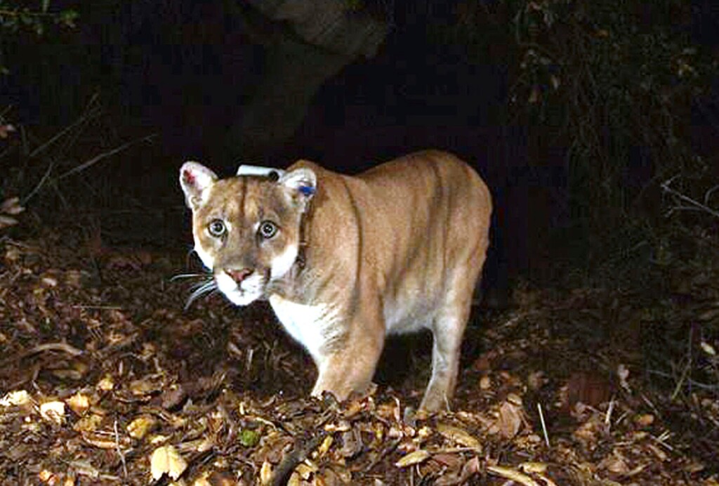 P 22, Famed La Mountain Lion, Euthanized Due To Severe Injuries