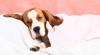 Pets Can Get Colds Too — Here’s How To Keep Them Safe