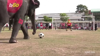 Watch Now: Elephants In Thailand Play In Their Own World Cup Game