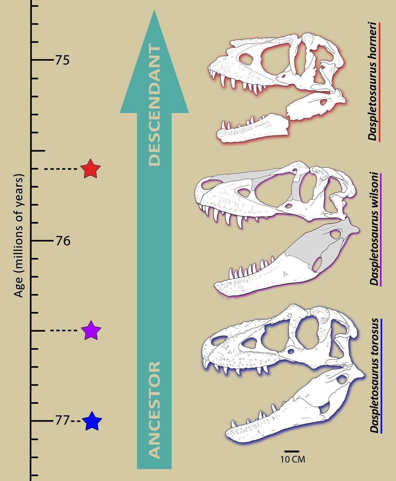 <p><span>The new species (Daspletosaurus wilsoni, 76.5 Ma) is transitional in form and age between D. torosus (77 Ma) and D. horneri (75.6 Ma). This suggests that Daspletosaurus underwent linear evolution - where one form evolves into the next without splitting or branching.</span></p>