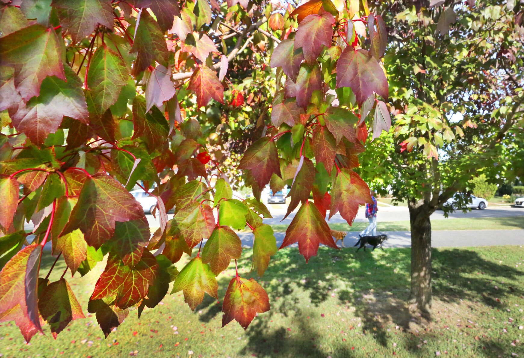 <p>Leaves begin to change autumnal colors along the bike path off Wabash Avenue, in Linwood, N.J., Thursday, Oct. 7, 2021. (VERNON OGRODNEK, FOR THE PRESS)</p>