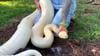 Watch Now: Massive Albino Boa Constrictor Discovered In Florida Backyard