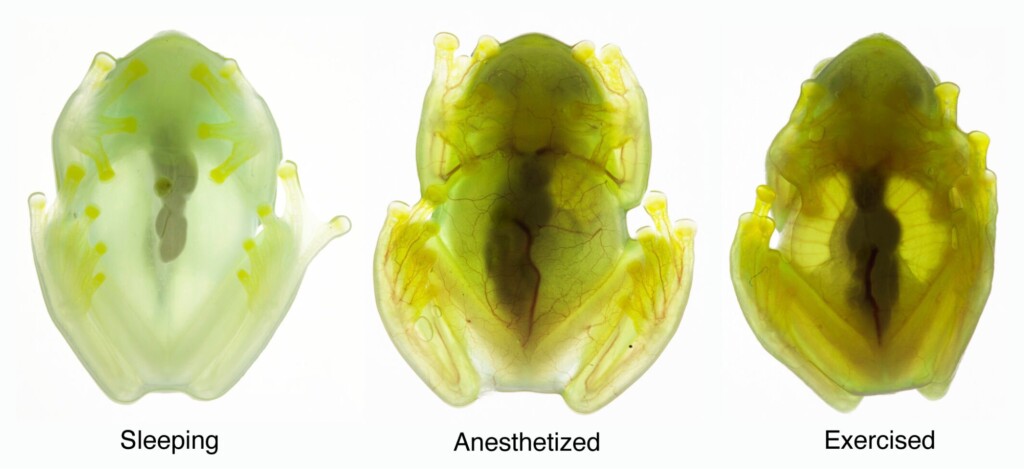 Glass Act: Scientists Reveal Secrets Of Frog Transparency