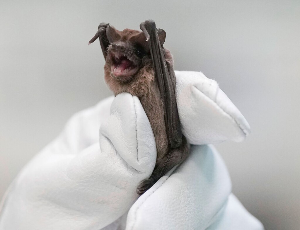 Bats Plunge To Ground In Cold In Texas, Saved By Incubators, Fluids