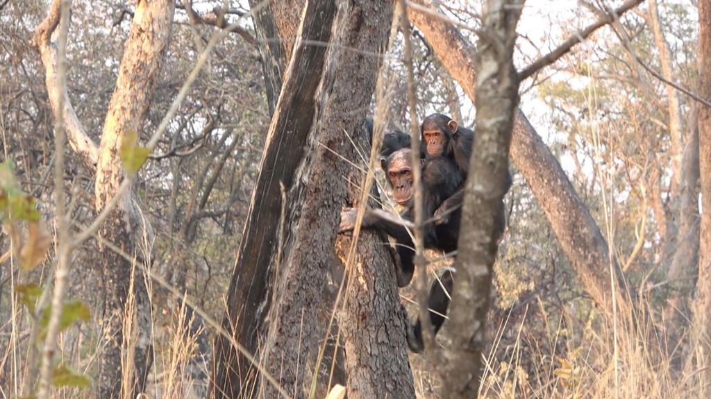Our Ancestors May Have Evolved To Walk Upright In Trees Rather Than On The Ground, New Study Suggests