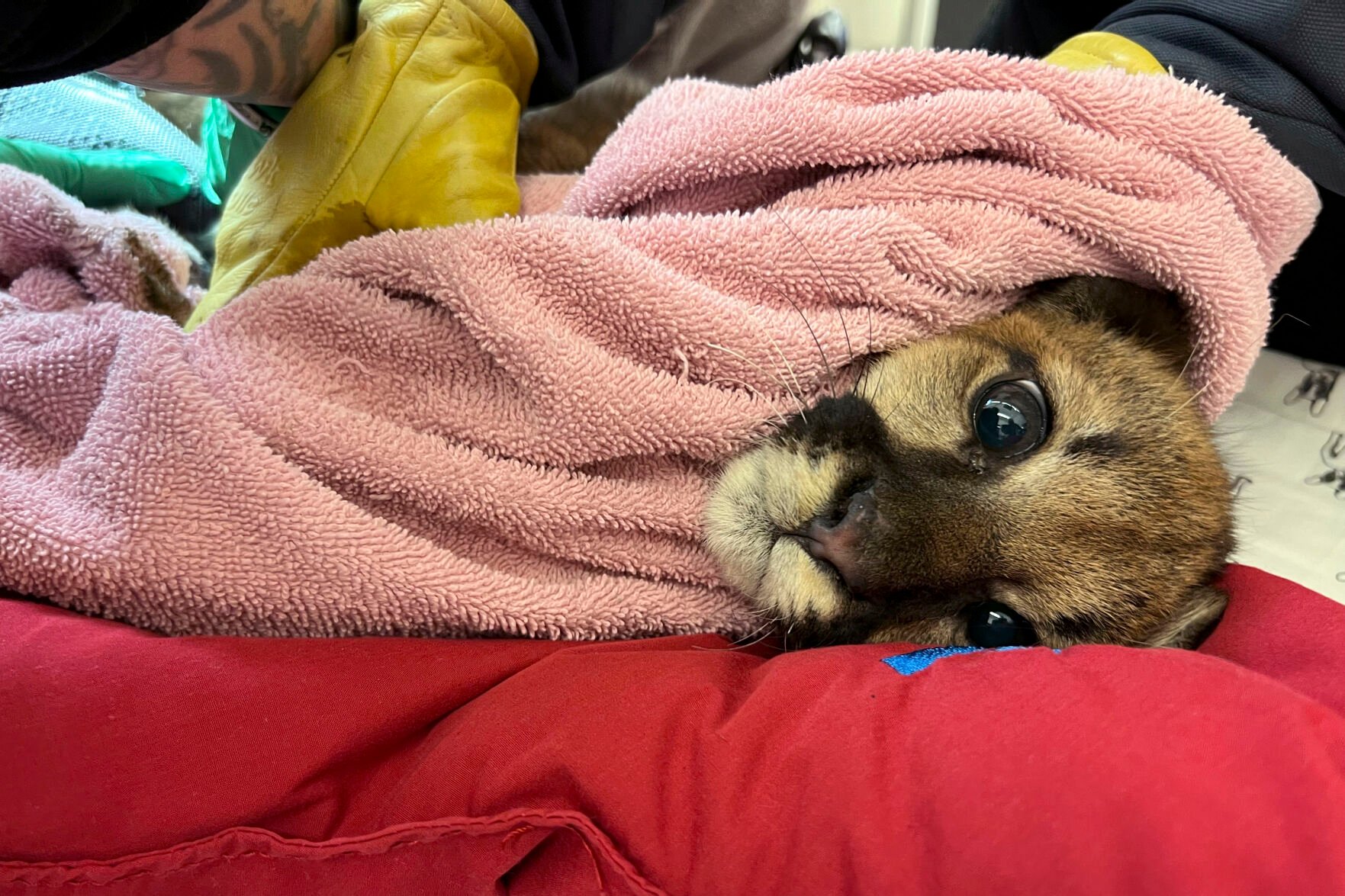 <p>This photo provided by Oakland Zoo shows a mountain lion cub that was rescued in Santa Cruz, Calif., on Monday. Veterinarians named her Holly.</p>