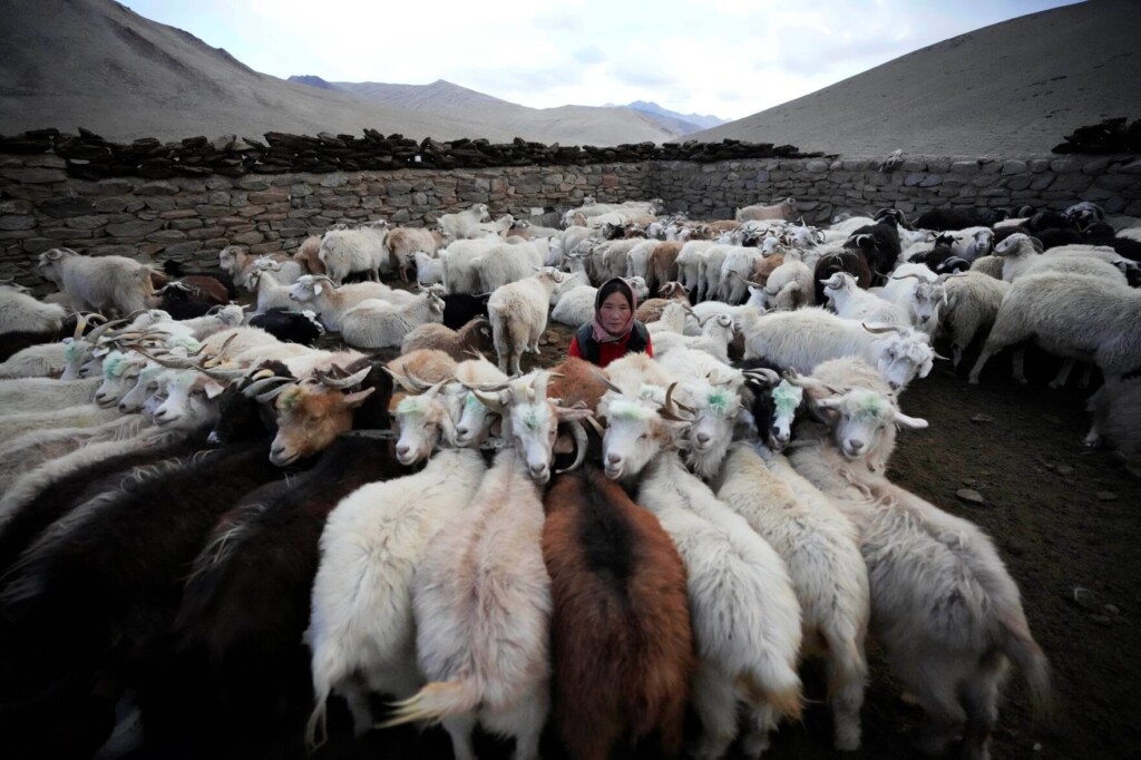 Ladakh Herders Endeavor To Save Future Amid Climate Crisis