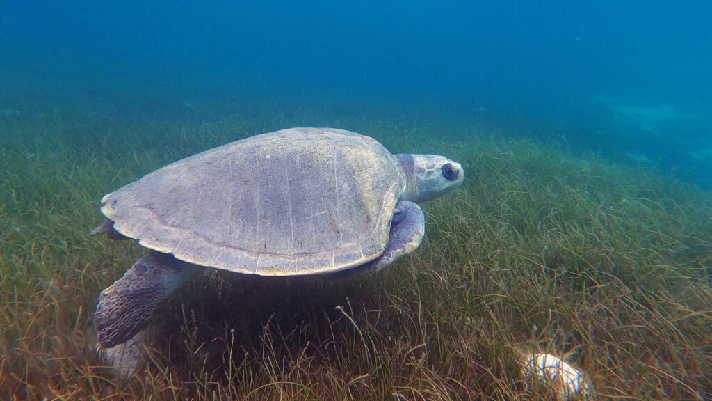Sea Turtle Amputee Rescued From Net Entanglement Finds Forever Home