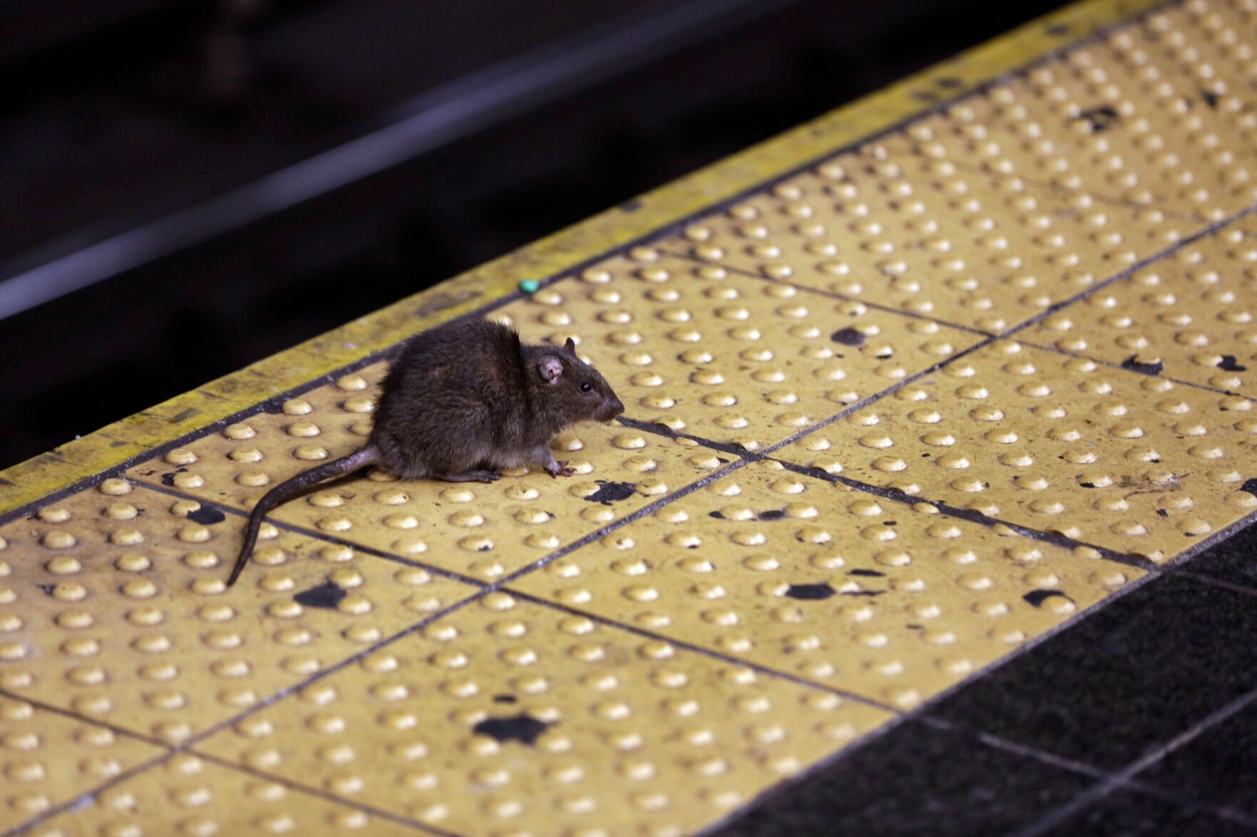<p>FILE - A rat crosses a Times Square subway platform in New York on Jan. 27, 2015. New York City Mayor Eric Adams' administration posted a job listing this week seeking someone to lead the city's long-running battle against rats. The official job title is “director of rodent mitigation,” though it was promptly dubbed the rat czar. Salary range is 0,000 to 0,000. (AP Photo/Richard Drew, File)</p>