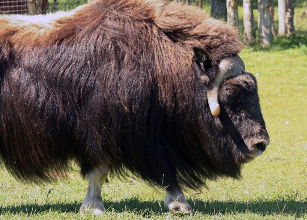 Alaska Law Officer Killed In Muskox Attack Outside His House