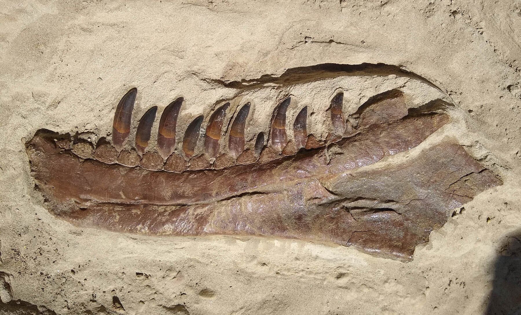 <p><span>The spectacular lower jaw of the skull had most of the teeth preserved in their sockets</span></p>