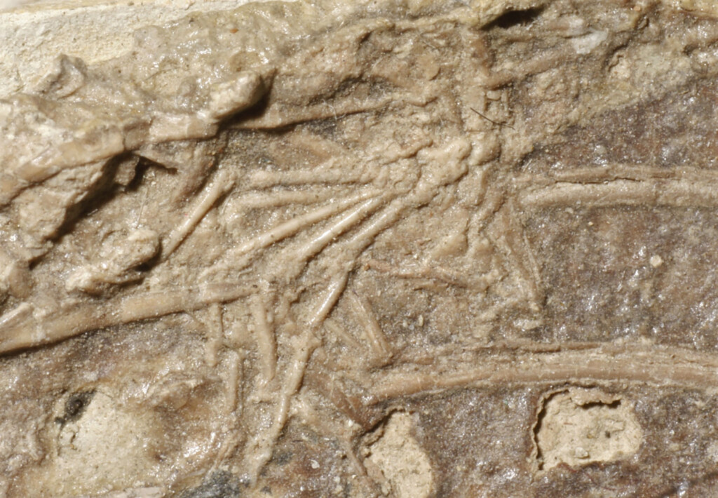 Rare Evidence That Dinosaurs Feasted On Mammals Uncovered