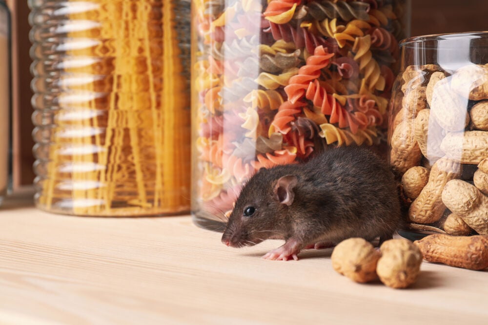 Nyc Is Seeking To Hire A ‘rat Czar’ To Take On The City’s Rodent Problem