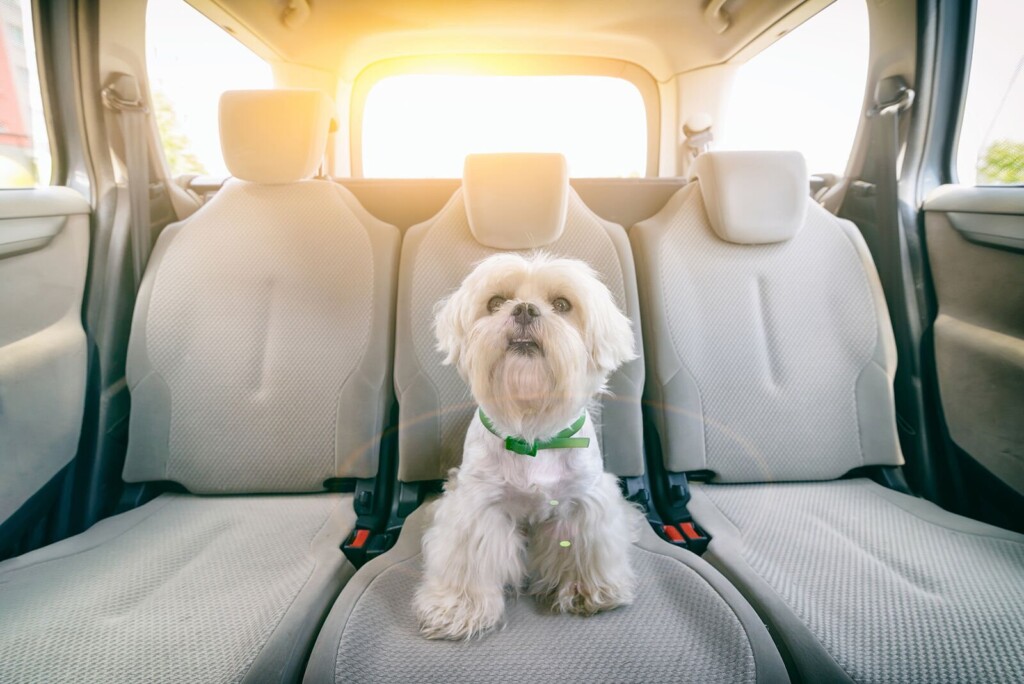 Holiday Car Travel With Your Dog: How To Do It Right