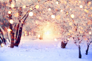 Winter Wonderland1