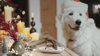 Holiday Foods Can Be Toxic To Pets: A Vet Explains What To Do If Your Pet Eats Them