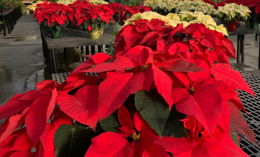 Christmas Trees Can Stay Fresh For Weeks – A Well Timed Cut And Consistent Watering Are Key
