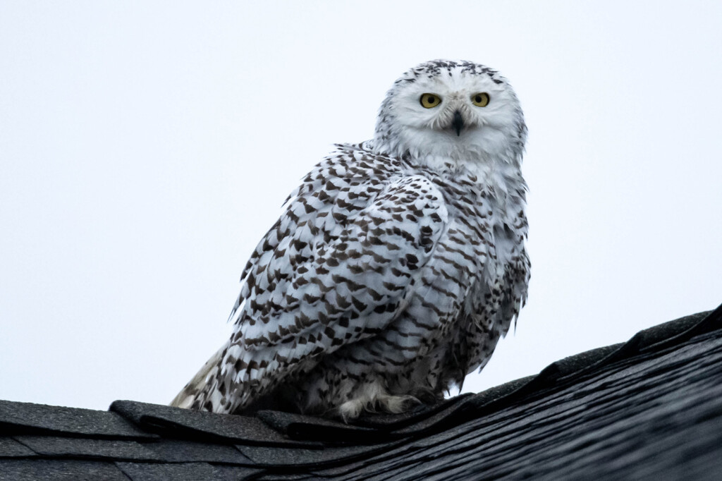 ‘astonishing’ Snowy Owl Spotted In Southern California Neighborhood