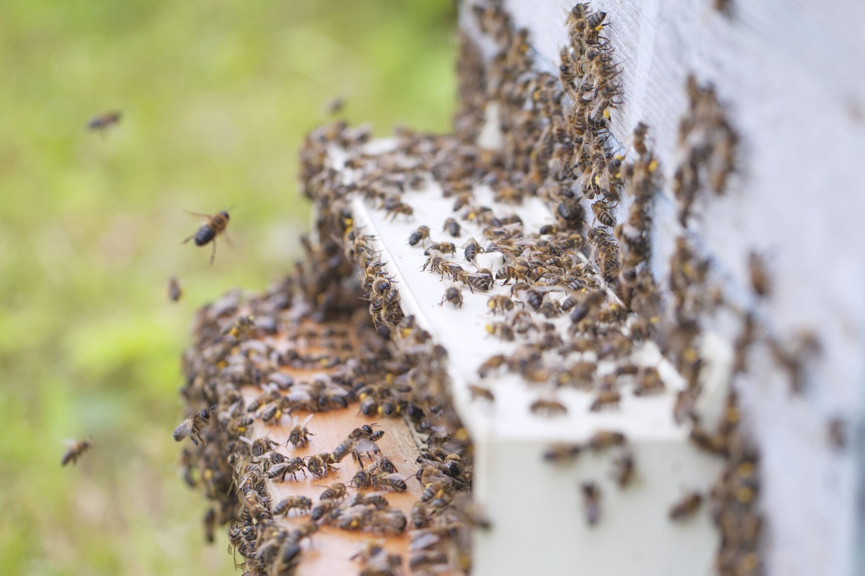<p>Bees at the entrance to a hive. Honeybees have been in decline for decades, causing headaches and higher costs for farmers who depend on the insects to pollinate crops.</p>